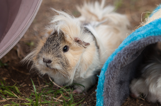 Guinea pigs